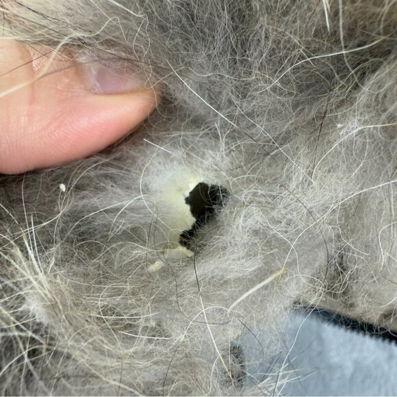 Canada Goose Men's Size 2XL Ontario Heritage Parka 6528M Tan w/Coyote Fur Winter - Picture 7 of 16